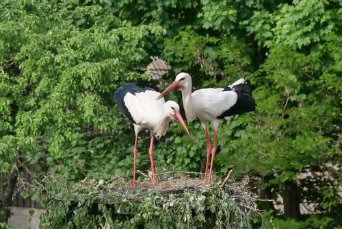 From the observation tower in Pentowo you had a fantastic view into the storks' nests. © Christian Stielow Storks on their nest